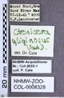 Etiketten zu Ctenicera uliginosus (Van Dyke, 1932) (NHMW-ZOO-COL-0008328)